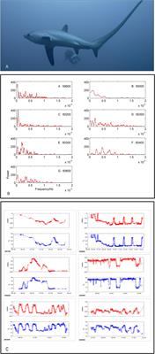 Depth and temperature profiles reflect individual differences in the daytime diving behaviours of pelagic thresher sharks